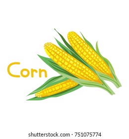 Corn vector illustration isolated on white with text.