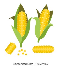 Corn vector illustration. Maize ear or cob. Yellow sweetcorn and seeds.