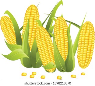 corn vector isolated on white