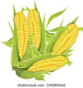 corn vector isolated on white