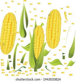 corn vector isolated on white
