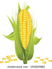 corn vector isolated on white