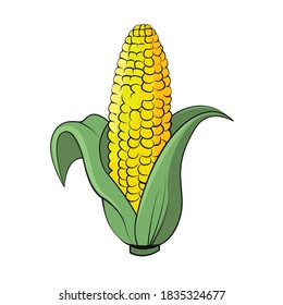 Corn vector isolated. Organic food vector illustration. Vegetable isolated. No background. Vegan food. Fruits vector illustration. Flat cartoon style.