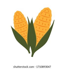 Corn vector. Corn on white background.  corn cartoon vector.