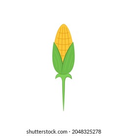 Corn vector. Corn on white background.  corn cartoon vector.