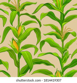 corn vector pattern on color background
