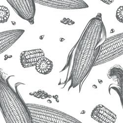Corn vector seamless pattern. Background with linear sketch of whole corn cobs with leaves, maize pieces and grains. Old drawing in retro engraving style. Hand drawn realistic ink sketch.