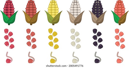 Corn Vector Set Icon Flat Ilustrations. Set Grain Seed. Fresh Corn Icon Set. White, Yellow, Red And Black Corn