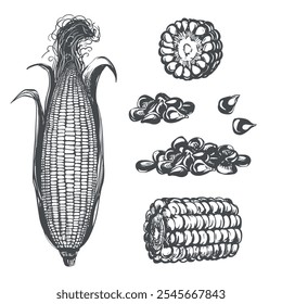 Conjunto de Vector de maíz. Boceto de línea de mazorca de maíz entero con hojas, pedazos y granos acostados sobre la mesa. Dibujo antiguo en estilo retro grabado. Dibujado a mano boceto de tinta realista. Dibujo de línea de palomitas de maíz.