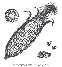 Corn vector set. Line sketch of whole maize cob with leaves, pieces and kernels lying on table. Old drawing in retro engraving style. Hand drawn realistic ink sketch. Popcorn line drawing.