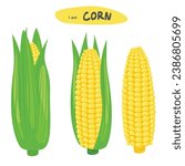 Corn vector set. Corn on the cob. Corn cob cartoon. Organic food, vegetables concept. Flat vector in cartoon style isolated on white background.