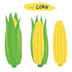 Corn vector set. Corn on the cob. Corn cob cartoon. Organic food, vegetables concept. Flat vector in cartoon style isolated on white background.