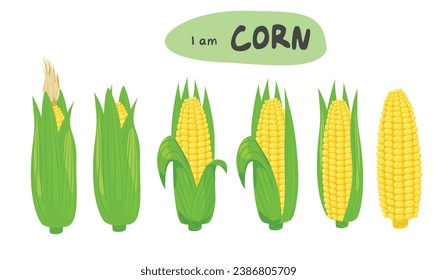 Corn vector set. Corn on the cob. Corn cob cartoon. Organic food, vegetables concept. Flat vector in cartoon style isolated on white background.