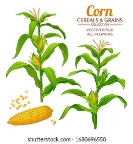 corn vector set on white background