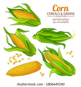 corn vector set on white background