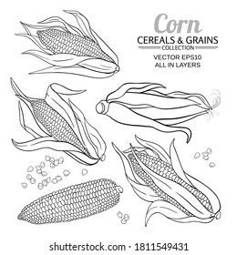 corn vector set on white background