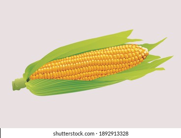 corn vectorel mısır vektör fresh