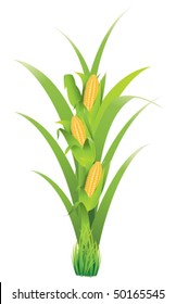 corn vegetable