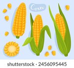 Corn. Vegetable, cooking ingredient. Sweet corn cob and grains. Corn with leaves. Kernels and sliced cobs. edible plant, vegetarian food.