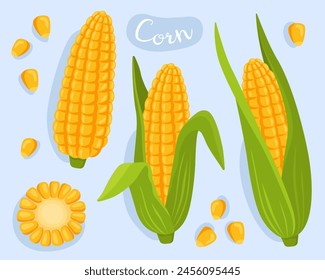 Corn. Vegetable, cooking ingredient. Sweet corn cob and grains. Corn with leaves. Kernels and sliced cobs. edible plant, vegetarian food.