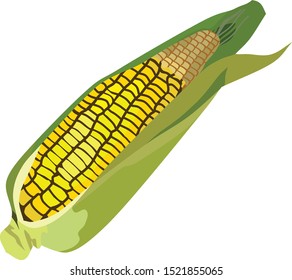 Corn Vegetable Food Vector Illustration