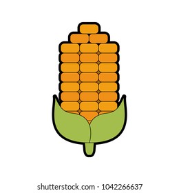 Corn vegetable isolated
