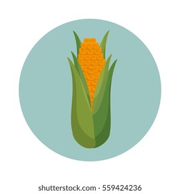 corn vegetable isolated icon