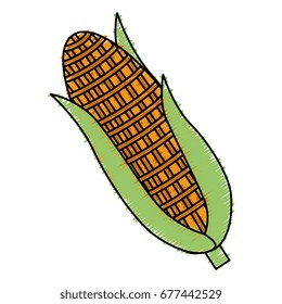 corn vegetable isolated icon