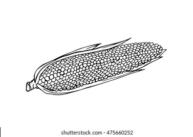 Corn vegetable isolated on white background. Vector color illustration in a doodle style. Perfect for restaurant menu design, cafe, kitchen, web site, icon, rint, cloth, logo. Simple food image.Eps10.