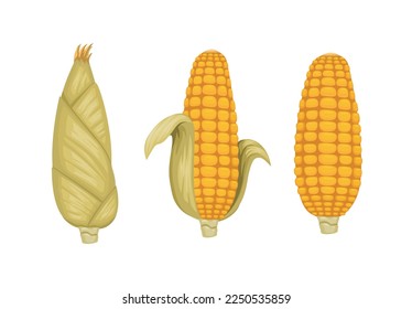 Corn vegetable symbol set cartoon illustration vector