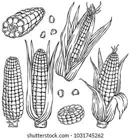 Corn, vegetable, vector