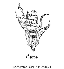 Corn vegetable. Vector corncob with leaves. Vegetarian and vegetarian cuisine vegetable and agricultural ripe harvests.