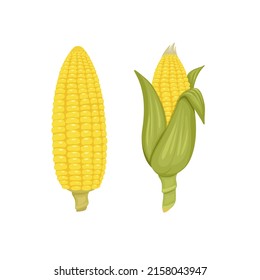 Corn vegetable whole and peeled set cartoon illustration vector