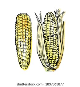 Corn Vegetables. Ink sketch of food by line on white background.