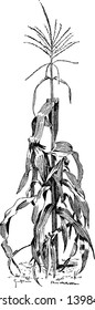 Corn which has a hard kernel of various colors (such as reddish brown, dark purple and yellow) that is typically used for ornamental purposes, vintage line drawing or engraving illustration.