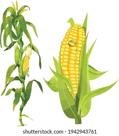 Corn.on white background. Vector illustration