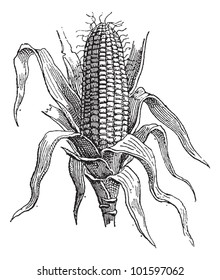 Corn or Zea mays, showing ear, vintage engraved illustration. Dictionary of Words and Things - Larive and Fleury - 1895