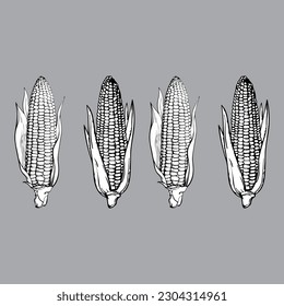 corn,agriculture related icon isolated on background
