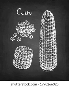 Corncob and handful of corn kernels. Chalk sketch of maize on blackboard background. Hand drawn vector illustration. Retro style.