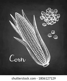 Corncob and handful of corn kernels. Chalk sketch of maize on blackboard background. Hand drawn vector illustration. Retro style.