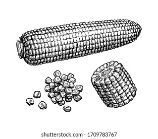 Corncob and handful of corn kernels. Ink sketch of maize isolated on white background. Hand drawn vector illustration. Retro style.