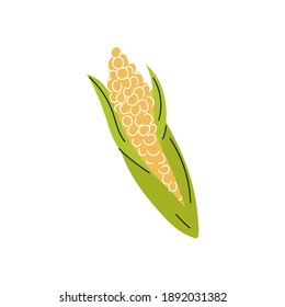 Corncob isolated on white background. Vector flat image