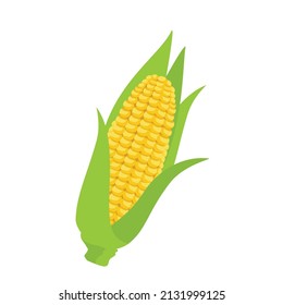 Corncob isolated on white background. Sweet golden corn. Vector