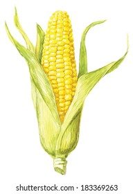 Corncob with leaf. Hand drawn watercolor painting on white background, vector illustration.