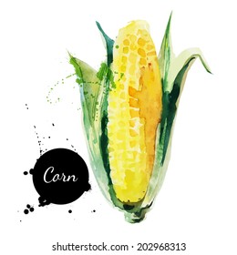 Corncob with leaf. Hand drawn watercolor painting on white background. Vector illustration	