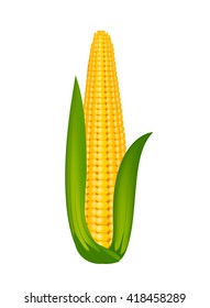 Corncob on white background