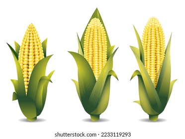 corncob realista aislado en blanco. 