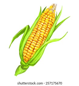 corncob vector illustration  hand drawn  painted watercolor