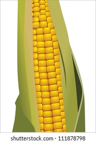 corncob vector illustration isolated on white background