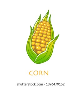 corncob vector illustration isolated on white background
